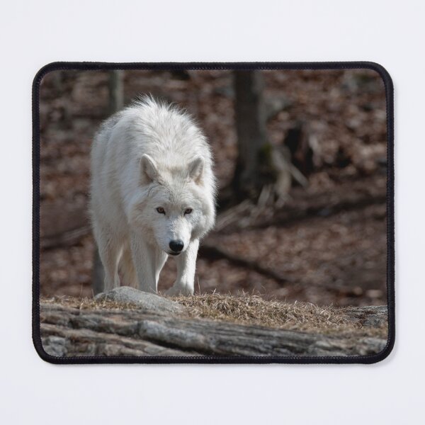 Item preview, Arctic Wolf designed and sold by WolvesOnly.