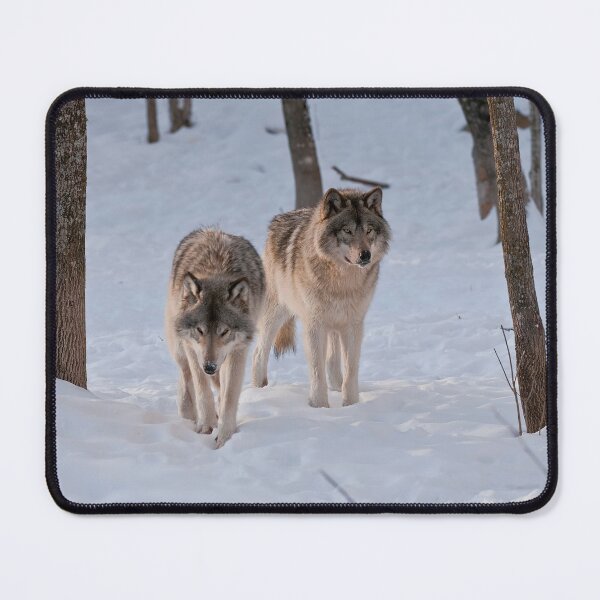 Item preview, Timber Wolves designed and sold by WolvesOnly.