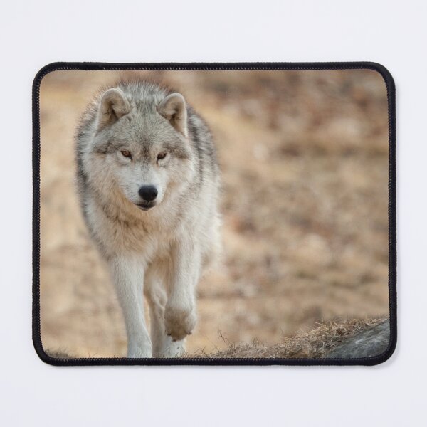 Artikelvorschau, Arctic Wolf entworfen und verkauft von WolvesOnly.