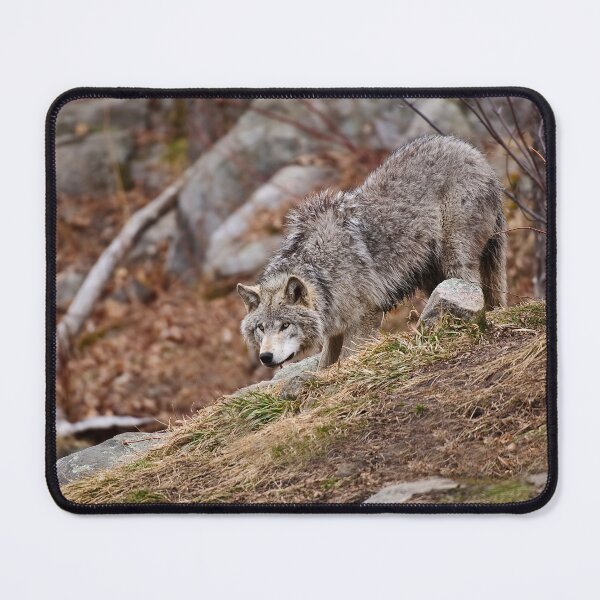 Item preview, Timber Wolf designed and sold by WolvesOnly.