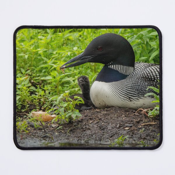 Item preview, Nesting Loons 6 designed and sold by Loon-Images.