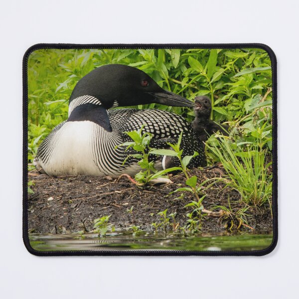 Item preview, Nesting Loons 5 designed and sold by Loon-Images.