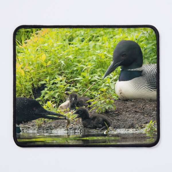 Item preview, Nesting Loons 4 designed and sold by Loon-Images.