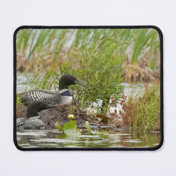 Item preview, Nesting Loons 3 designed and sold by Loon-Images.