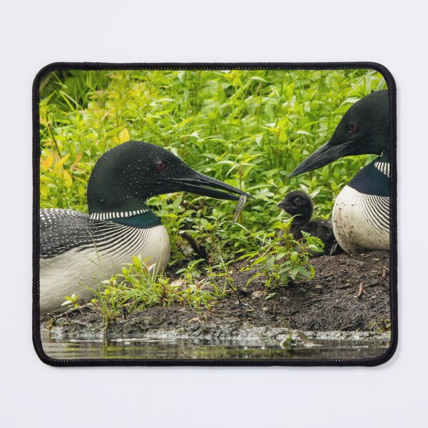 Item preview, Nesting Loons 2 designed and sold by Loon-Images.