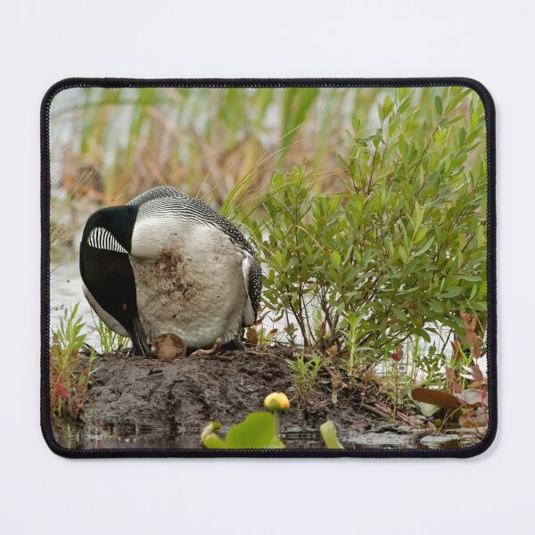Item preview, Nesting Loons 1 designed and sold by Loon-Images.