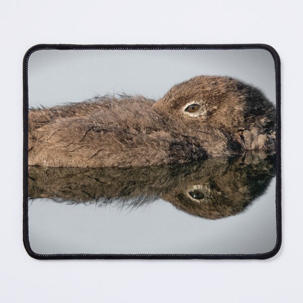 Item preview, Loon Chick 12 designed and sold by Loon-Images.
