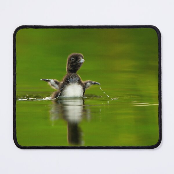Item preview, Loon Chick 11 designed and sold by Loon-Images.