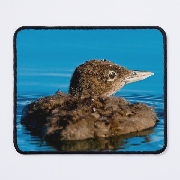 Item preview, Loon Chick 9 designed and sold by Loon-Images.