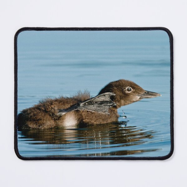 Item preview, Loon Chick 8 designed and sold by Loon-Images.