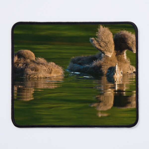 Item preview, Loon Chick 7 designed and sold by Loon-Images.