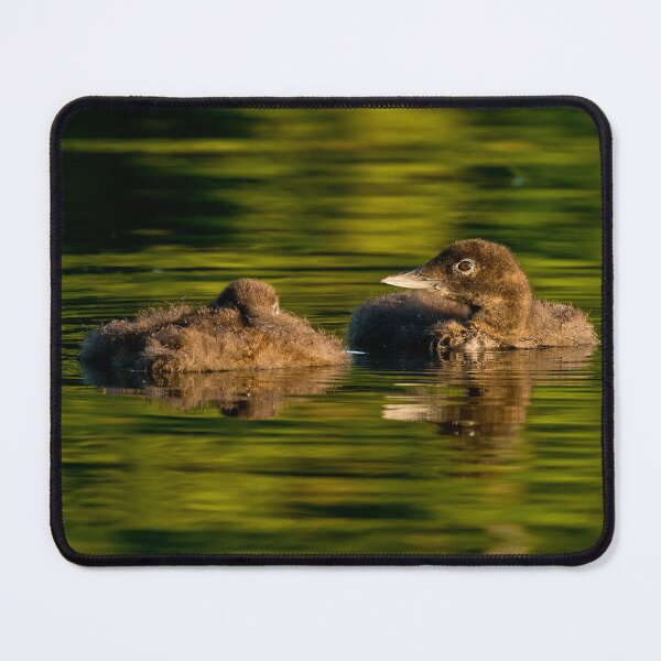 Item preview, Loon Chick 6 designed and sold by Loon-Images.
