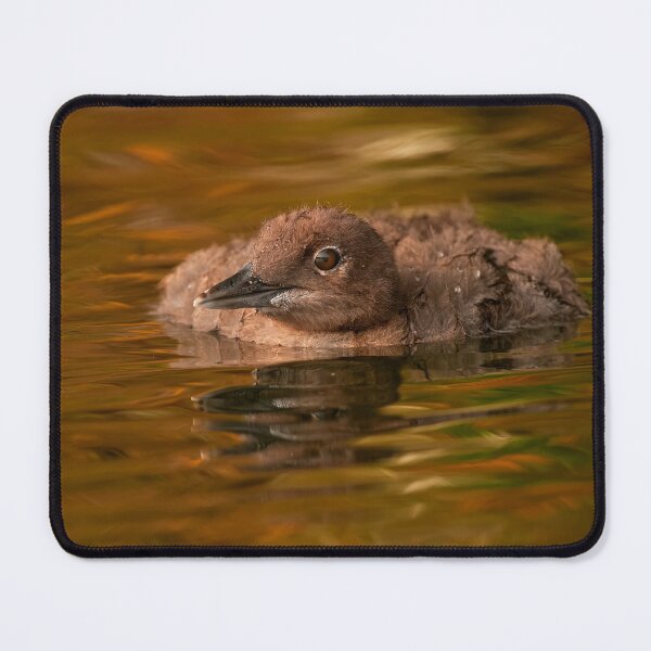 Item preview, Loon Chick 5 designed and sold by Loon-Images.