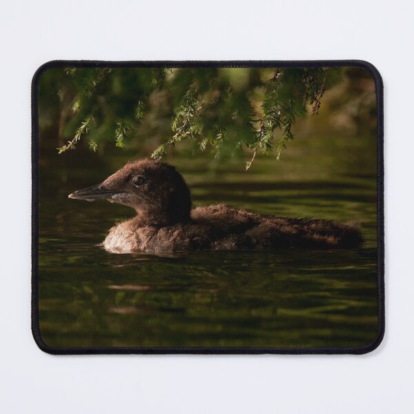 Item preview, Loon Chick 3 designed and sold by Loon-Images.