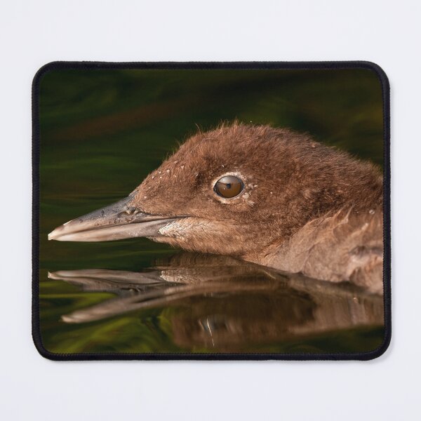 Item preview, Loon Chick 4 designed and sold by Loon-Images.