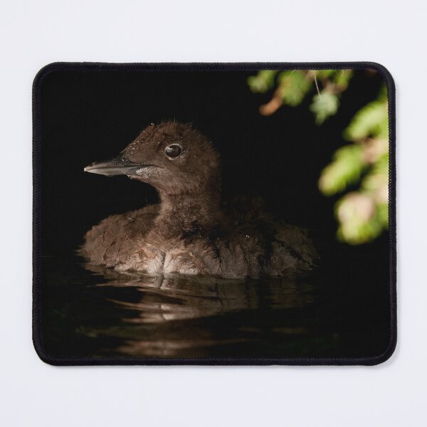 Item preview, Loon Chick 2 designed and sold by Loon-Images.