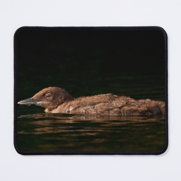 Item preview, Loon Chick designed and sold by Loon-Images.