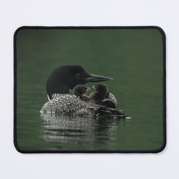 Item preview, Common Loon And Chick designed and sold by Loon-Images.