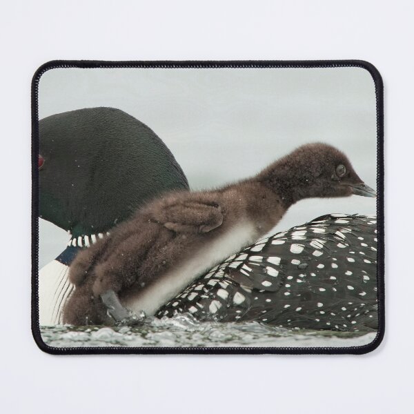 Item preview, Common Loon And Chick designed and sold by Loon-Images.