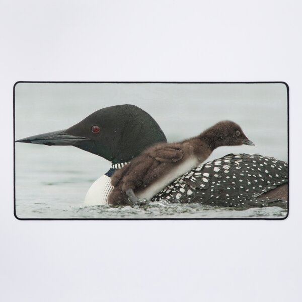 Item preview, Common Loon And Chick designed and sold by Loon-Images.
