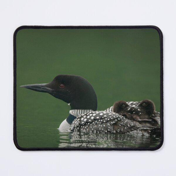 Item preview, Common Loon And Chick designed and sold by Loon-Images.