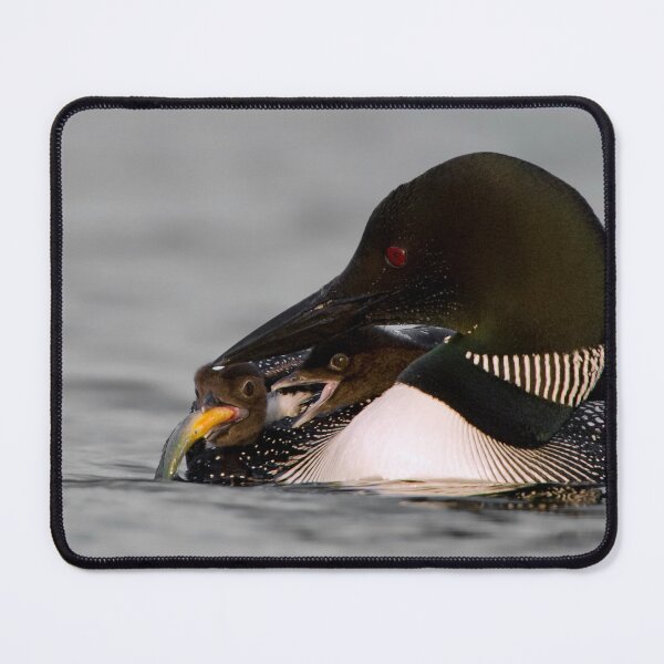 Item preview, Common Loon And Chick designed and sold by Loon-Images.