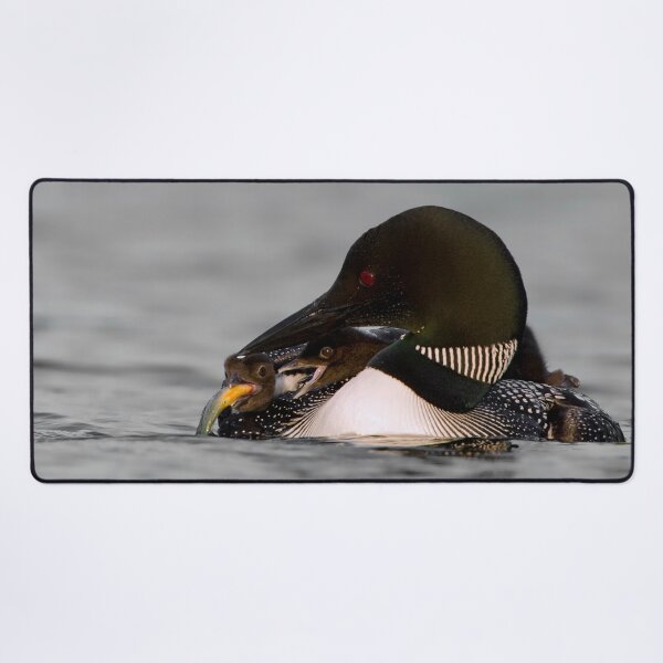 Item preview, Common Loon And Chick designed and sold by Loon-Images.
