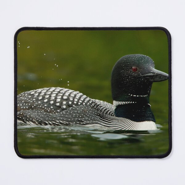 Item preview, Common Loon And Chick designed and sold by Loon-Images.