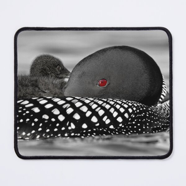 Item preview, Common Loon And Chick designed and sold by Loon-Images.
