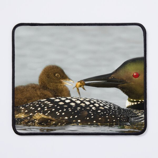 Item preview, Common Loon And Chick designed and sold by Loon-Images.