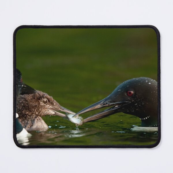 Item preview, Common Loon And Chick designed and sold by Loon-Images.