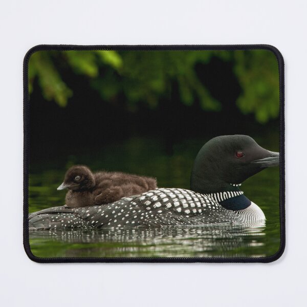 Item preview, Common Loon And Chick designed and sold by Loon-Images.