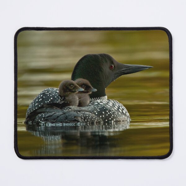 Item preview, Common Loon And Chick designed and sold by Loon-Images.