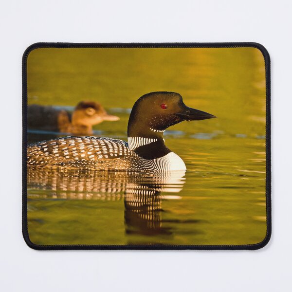 Item preview, Common Loon And Chick designed and sold by Loon-Images.