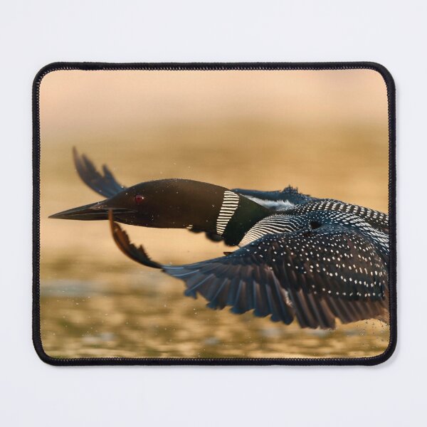 Item preview, Common Loon designed and sold by Loon-Images.