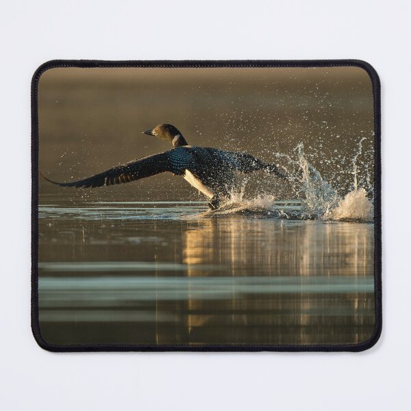 Item preview, Common Loon designed and sold by Loon-Images.