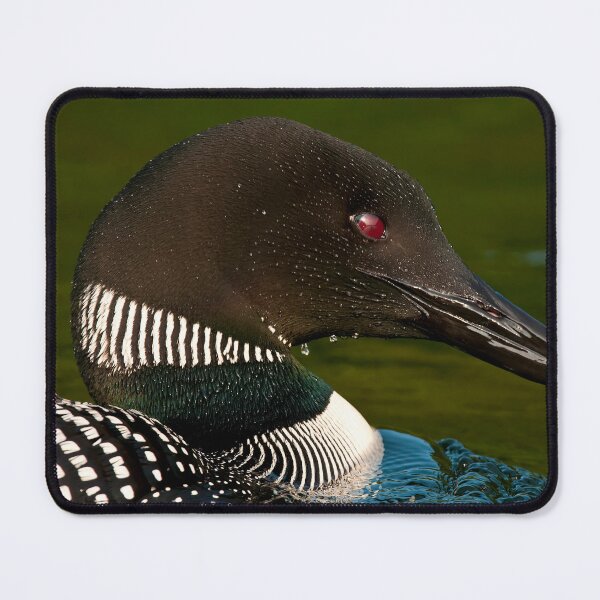 Item preview, Common Loon designed and sold by Loon-Images.