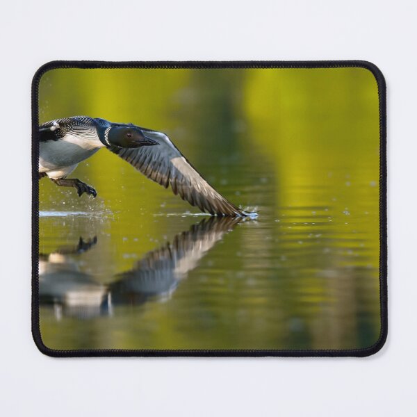 Item preview, Common Loon designed and sold by Loon-Images.