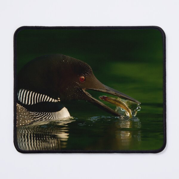 Item preview, Common Loon designed and sold by Loon-Images.