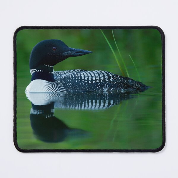 Item preview, Common Loon designed and sold by Loon-Images.