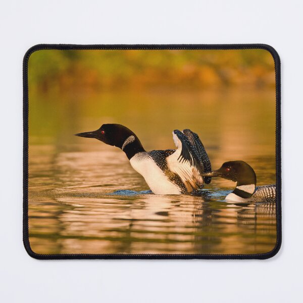 Item preview, Common Loons designed and sold by Loon-Images.