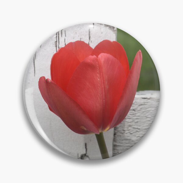 Artikelvorschau, Rote Tulpe von White Fence entworfen und verkauft von Kathleen Brant.
