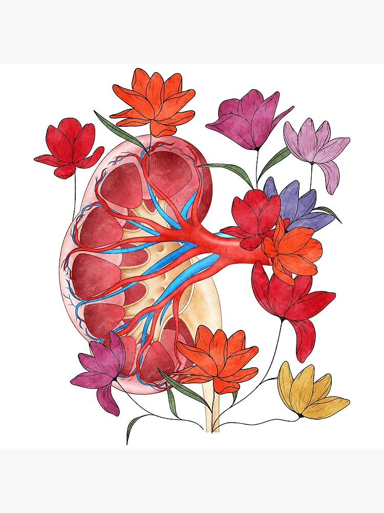 "Anatomy Kidney Flower Design" Poster for Sale by 2FStyle Redbubble