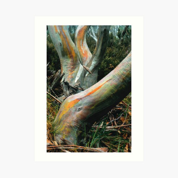 Snow Gum Art Print