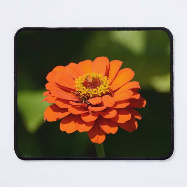 Item preview, Orange Zinnia elegans designed and sold by Zina Stromberg.
