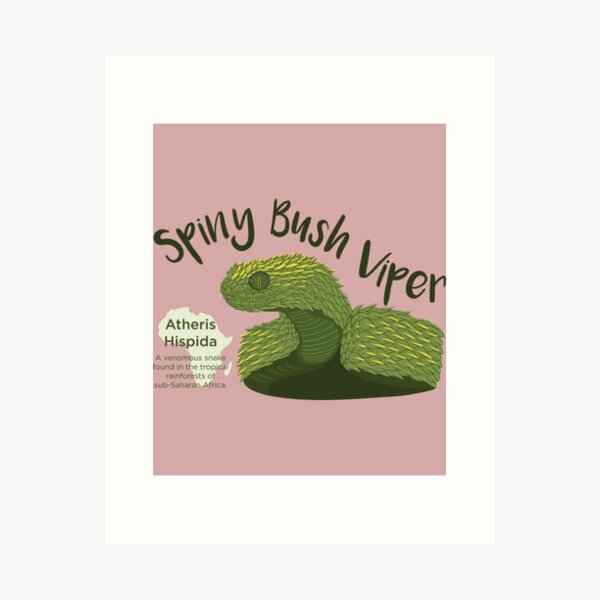 Spiny Bush Viper Poster for Sale by Influnecedby