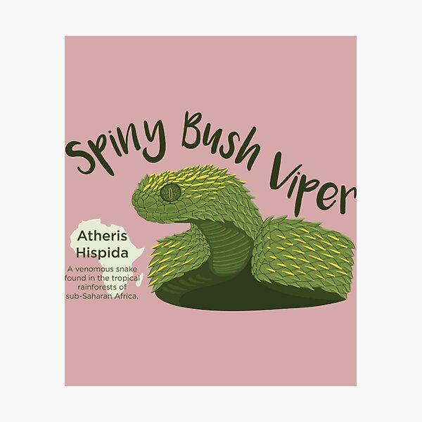 Hairy Bush Viper (Atheris hispida) - Venomous Snake Stock Photo