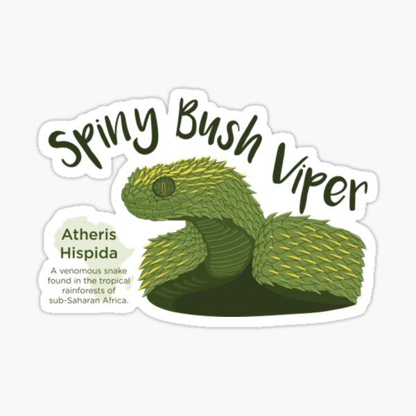 Hairy Bush Viper (Atheris hispida) - Venomous Snake Stock Photo