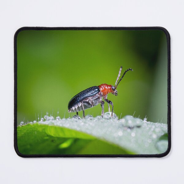 Item preview, Unique and organic photo of a leaf beetle crossing a slippery dew covered leaf designed and sold by AvonPerception.
