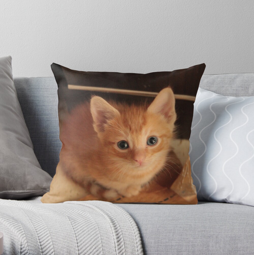 kitten throw pillow